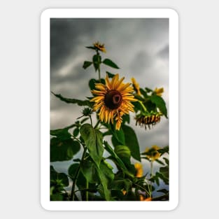 Sunflowers and storms ( We stand with Ukraine) Sticker